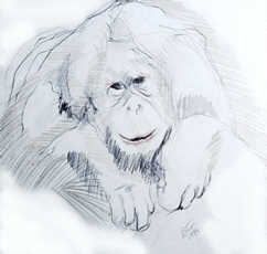 Pencil on paper - Orangutan